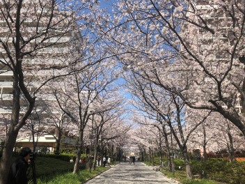 桜は健気