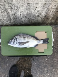 今シーズン　ようやく釣れました　(^^)/
