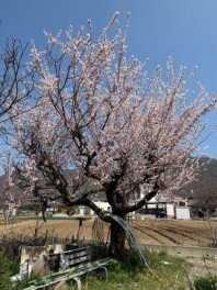 お花見シーズン