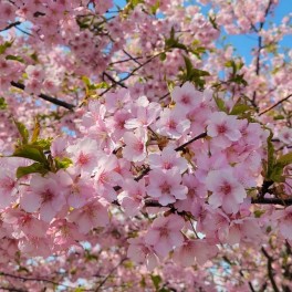 桜の季節