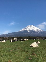 スズキの日開催中です