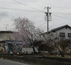 花冷え