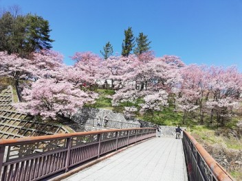 高遠城址公園　桜