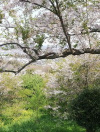 【今更だけど】桜見てきました～【見てね♪】