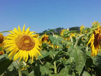 灼熱の日に夏を感じて…