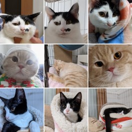 ２月２２日は猫の日♪