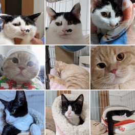 ２月２２日は猫の日♪