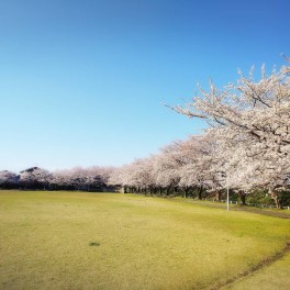 アオゾラトサクラ