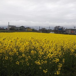 サクラの次は　菜の花　