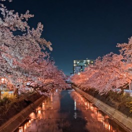 櫻タイムス③～夜桜～