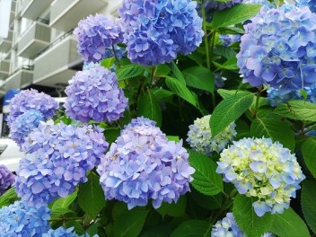 あじさい忌(7月15日)