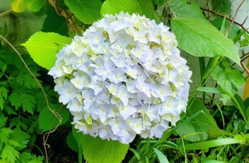 紫陽花