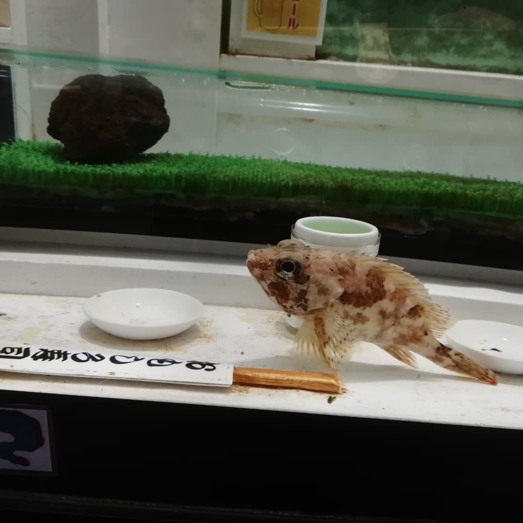 寿司水槽アップ