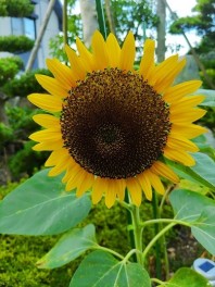 夏が来た！（8月7日)