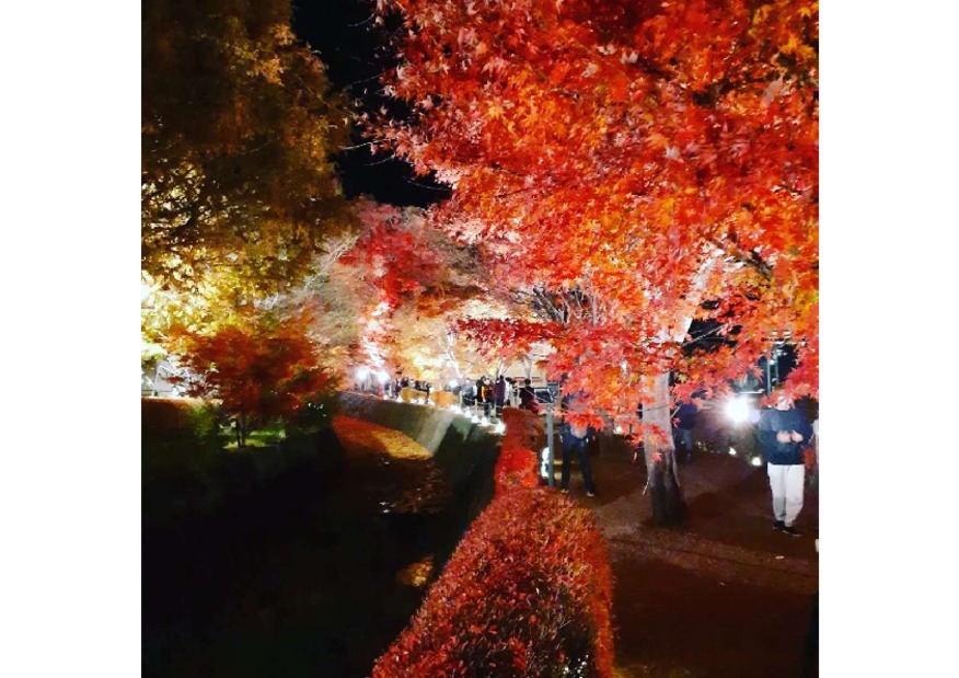 ☆夜の紅葉☆