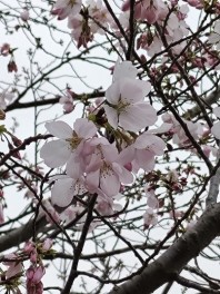 住所変更の際はお忘れなく(3月20日)