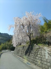 新年度がキタ＝＝！(4月1日)