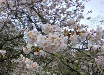 桜がとても綺麗でした☆