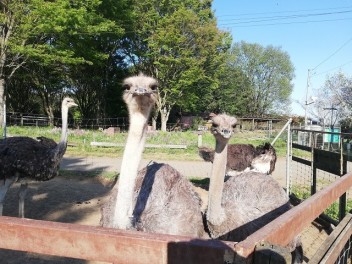 ダチョウ王国へ行ってきました☆