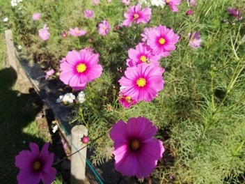 ハロウィン♪花ファンタジア