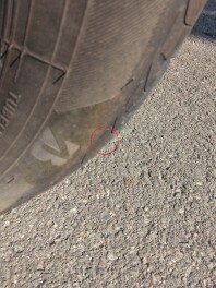 今年もお目見え