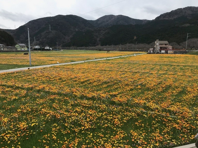 お花畑 周辺のおすすめスポット お店ブログ 株式会社スズキ自販静岡 下田営業所