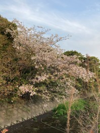 4月になりました。4月といえば・・・