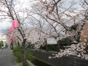 十四川桜まつり