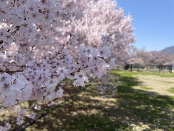 桜の季節がやってきた＊