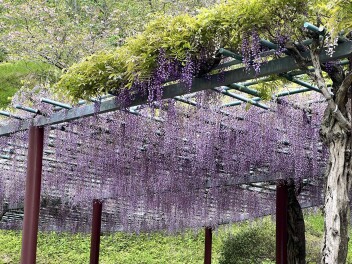 春のドライブにおすすめ　～蓮華寺池公園第43回藤まつり～