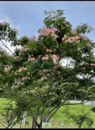 このお花ご存知ですか？