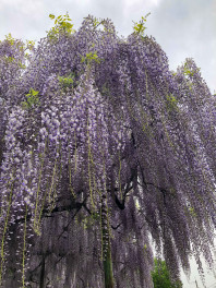 ▽おすすめお出かけスポット "国分寺 藤の花”