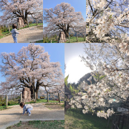 醍醐桜満開でした♪