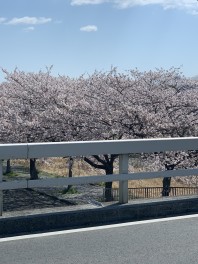 桜満開です！！