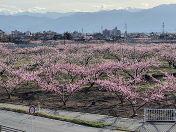 桃の花とおすすめ中古車