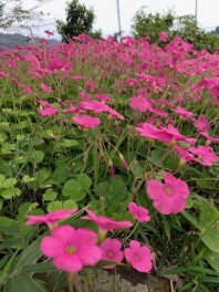 １１月も　はや一週間が過ぎ・・・