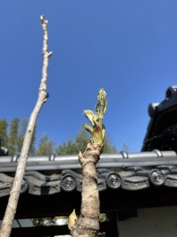 春の生き物とおすすめ中古車