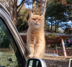 ☆スーパー猫の日☆