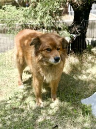 3代目の番犬