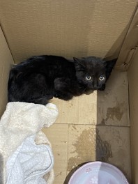 ★募集★子猫を可愛がってくださる方へ 譲渡のご案内