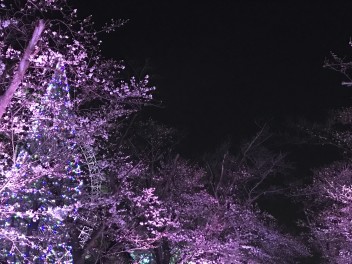 桜