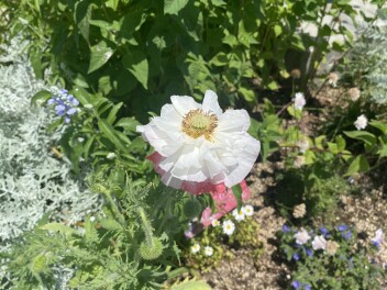 ひなげしの花が咲きました！