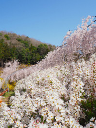 神山にお花見に行ってきました(^^♪