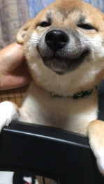 うちの子（犬）かわいいんです、、、♥