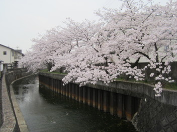 おすすめお花見スポットのご紹介！