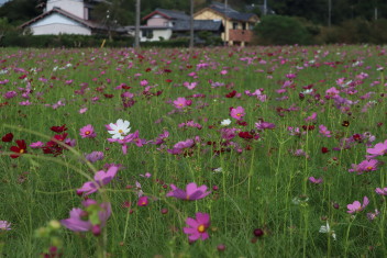 秋の花が咲きました