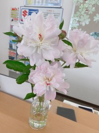 あの日見た花の名前、、、