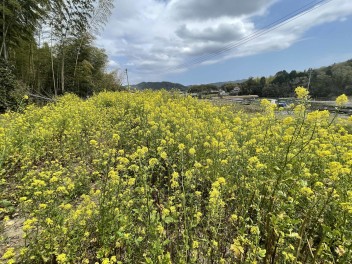 ミツバチ達の花畑計画