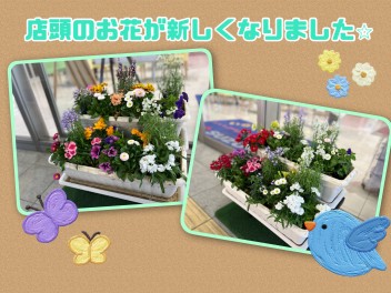 店頭のお花が新しくなりました☆☆