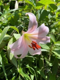 てんちょうさんぽ「蒜山三山激縦走編」